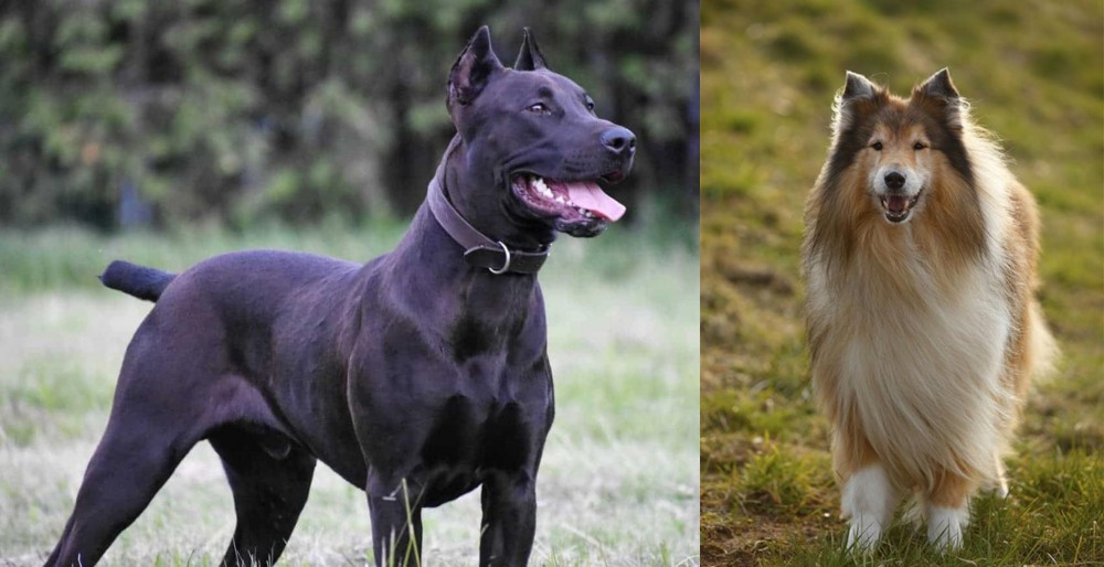 Collie vs Canis Panther - Breed Comparison