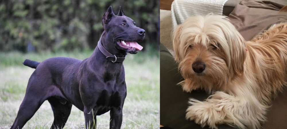 Cyprus Poodle vs Canis Panther - Breed Comparison