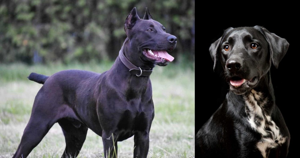 Dalmador vs Canis Panther - Breed Comparison