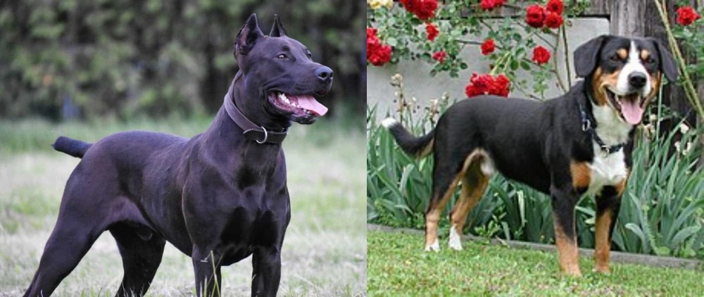 Entlebucher Mountain Dog vs Canis Panther - Breed Comparison