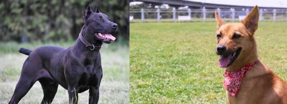 Formosan Mountain Dog vs Canis Panther - Breed Comparison