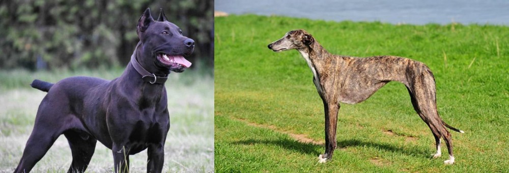 Galgo Espanol vs Canis Panther - Breed Comparison
