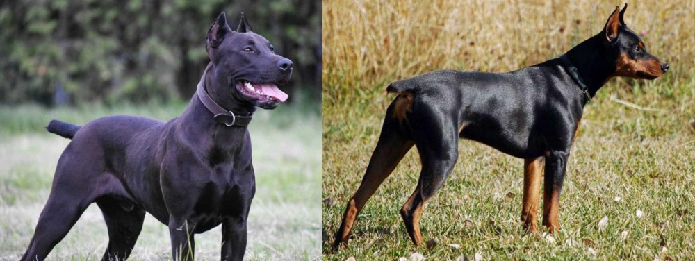 German Pinscher vs Canis Panther - Breed Comparison