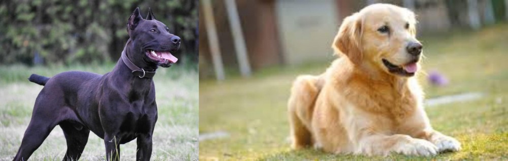 Goldador vs Canis Panther - Breed Comparison