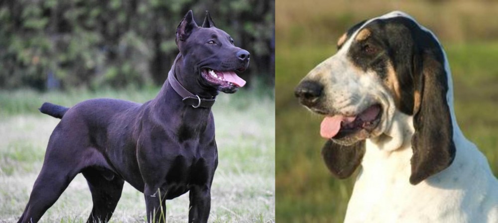 Grand Gascon Saintongeois vs Canis Panther - Breed Comparison