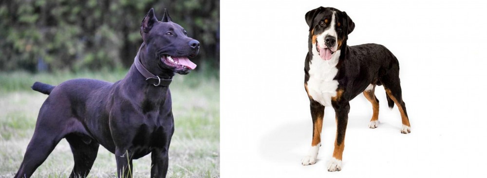 Greater Swiss Mountain Dog vs Canis Panther - Breed Comparison