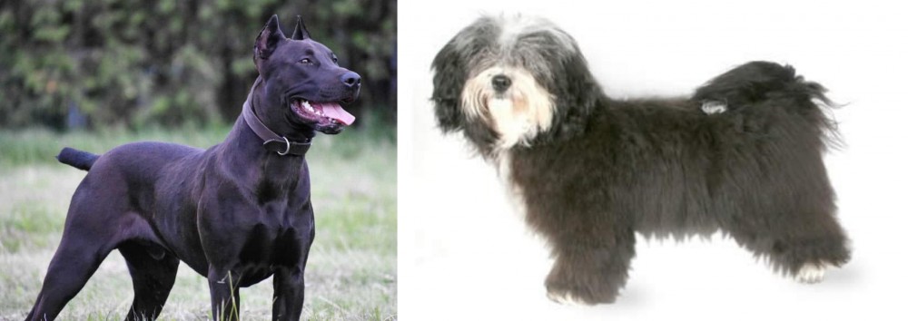 Havanese vs Canis Panther - Breed Comparison