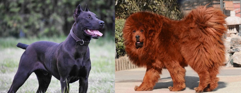 Himalayan Mastiff vs Canis Panther - Breed Comparison