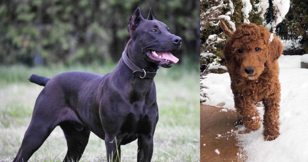 Irish Doodles vs Canis Panther - Breed Comparison