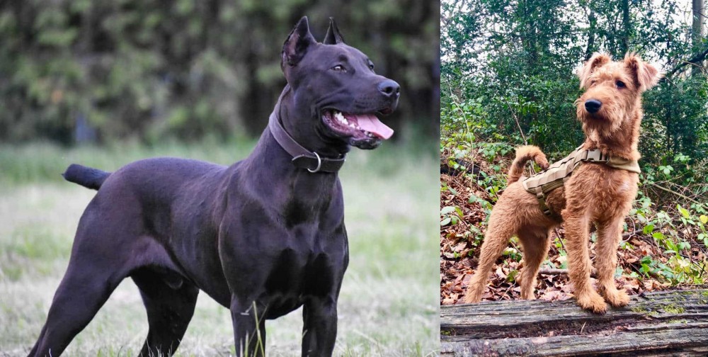 Irish Terrier vs Canis Panther - Breed Comparison