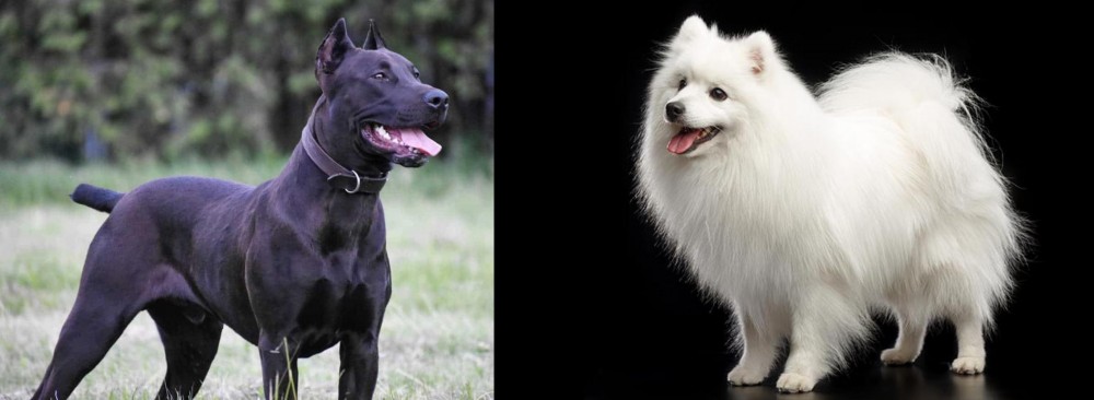 Japanese Spitz vs Canis Panther - Breed Comparison