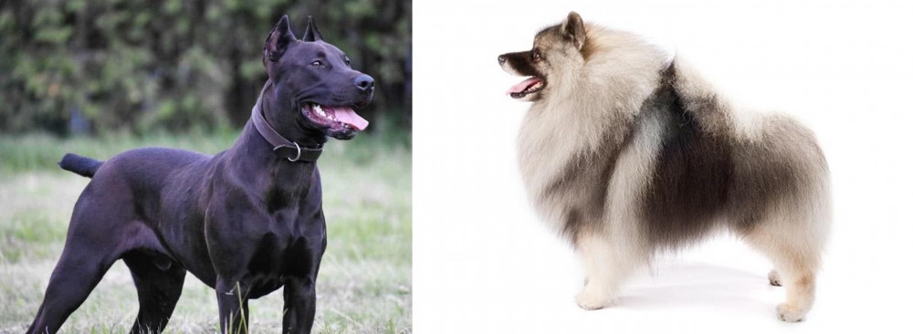 Keeshond vs Canis Panther - Breed Comparison
