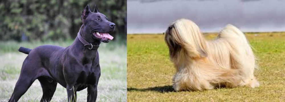 Lhasa Apso vs Canis Panther - Breed Comparison