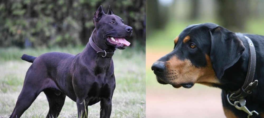 Lithuanian Hound vs Canis Panther - Breed Comparison