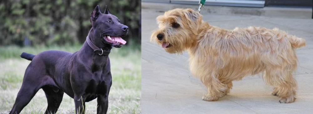 Lucas Terrier vs Canis Panther - Breed Comparison