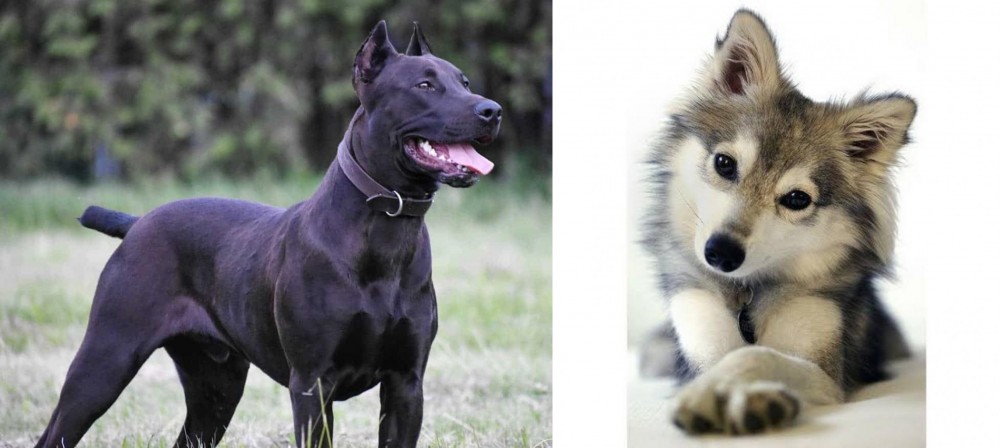 Miniature Siberian Husky vs Canis Panther - Breed Comparison
