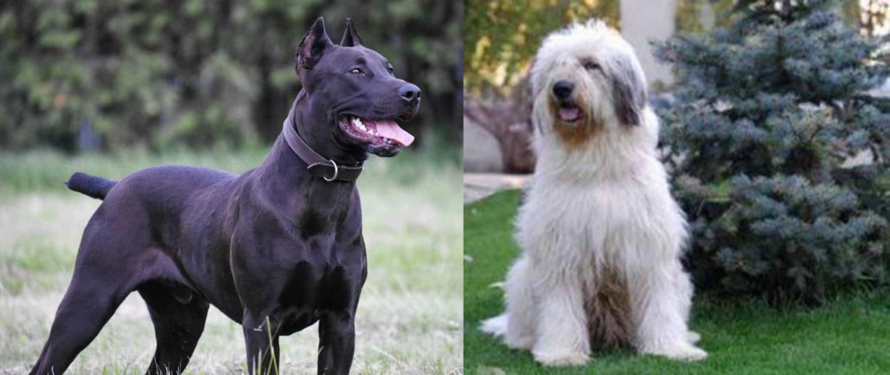 Mioritic Sheepdog vs Canis Panther - Breed Comparison