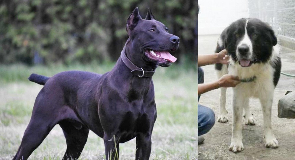 Mucuchies vs Canis Panther - Breed Comparison