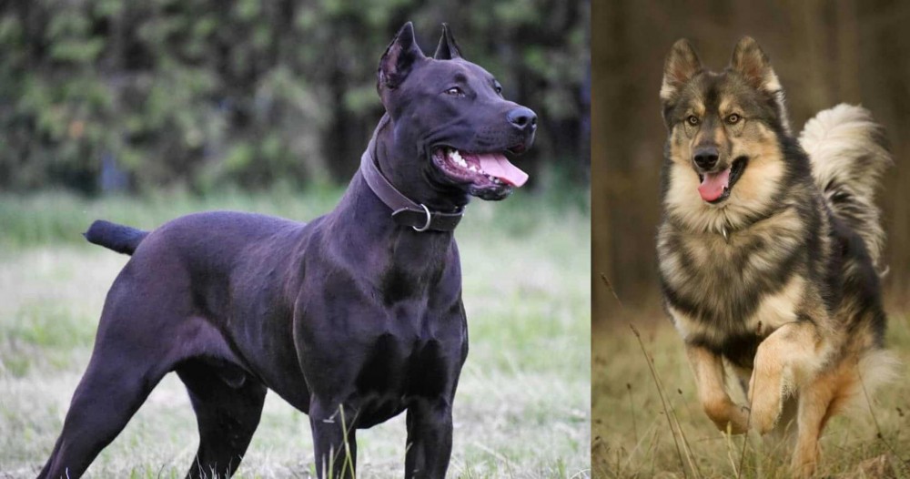 Native American Indian Dog vs Canis Panther - Breed Comparison