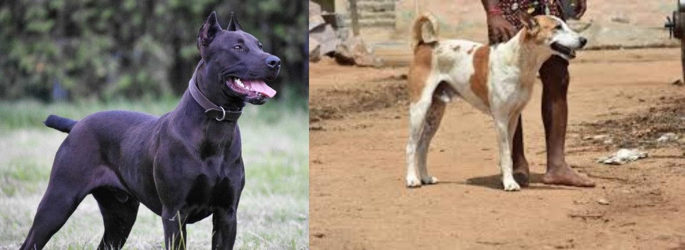 Pandikona vs Canis Panther - Breed Comparison
