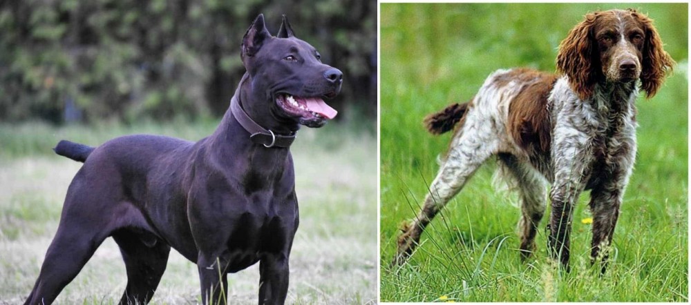Pont-Audemer Spaniel vs Canis Panther - Breed Comparison