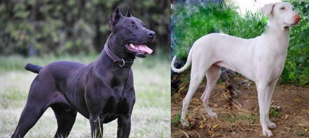 Rajapalayam vs Canis Panther - Breed Comparison
