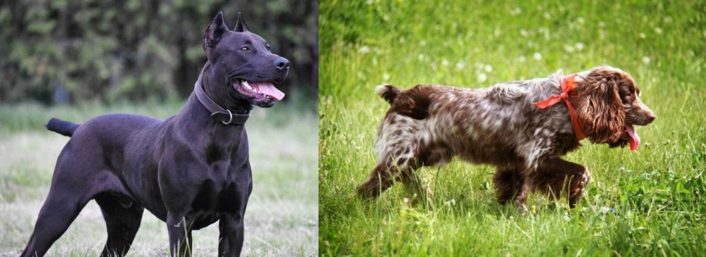 Russian Spaniel vs Canis Panther - Breed Comparison