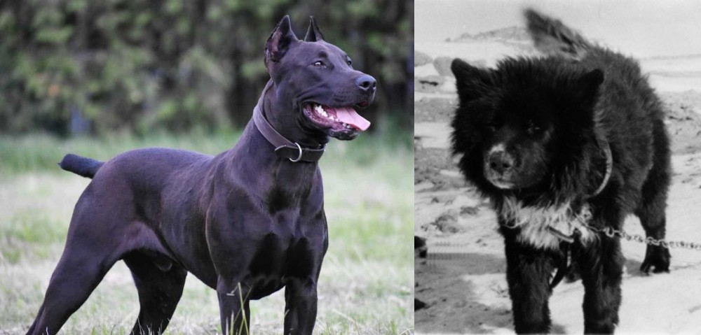 Sakhalin Husky vs Canis Panther - Breed Comparison