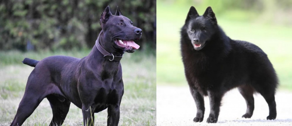 Schipperke vs Canis Panther - Breed Comparison
