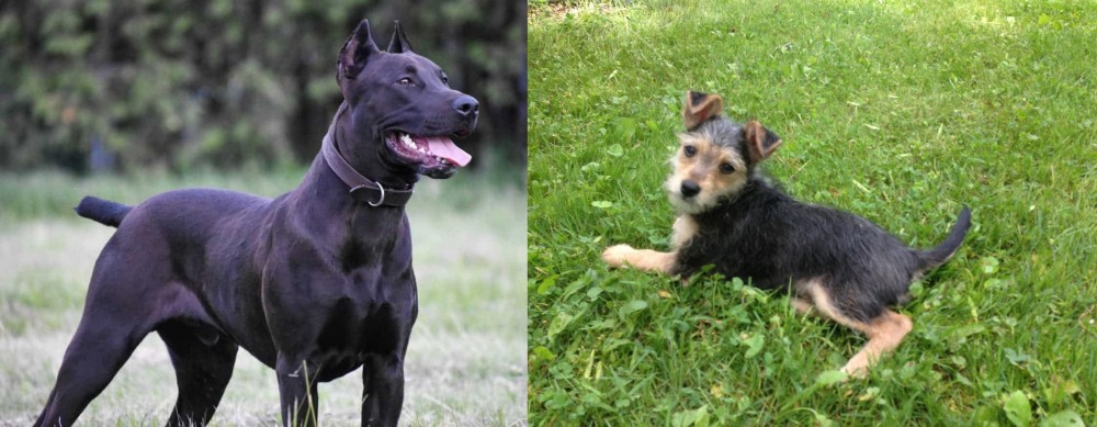 Schnorkie vs Canis Panther - Breed Comparison