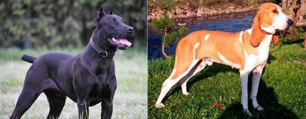 Schweizer Laufhund vs Canis Panther - Breed Comparison