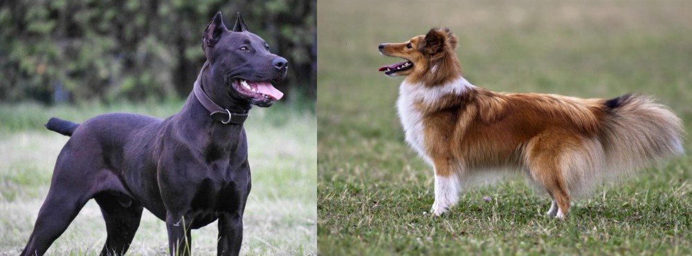 Shetland Sheepdog vs Canis Panther - Breed Comparison