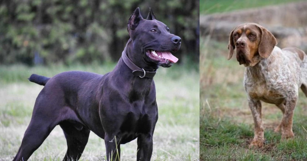 Spanish Pointer vs Canis Panther - Breed Comparison