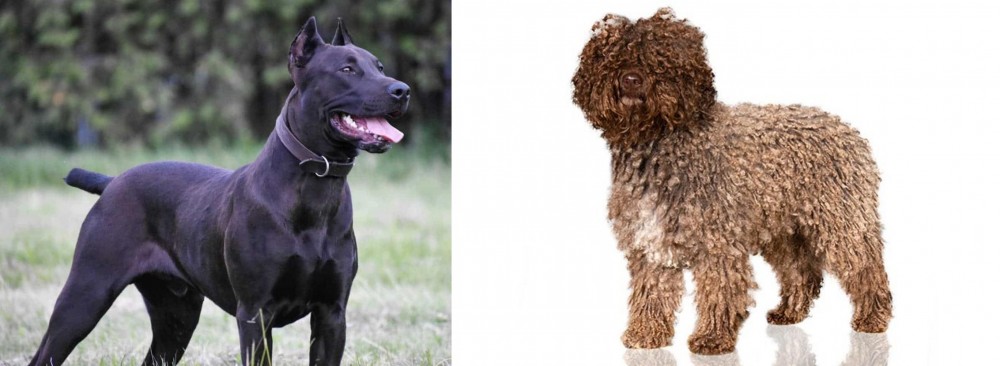 Spanish Water Dog vs Canis Panther - Breed Comparison