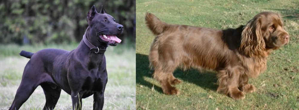 Sussex Spaniel vs Canis Panther - Breed Comparison