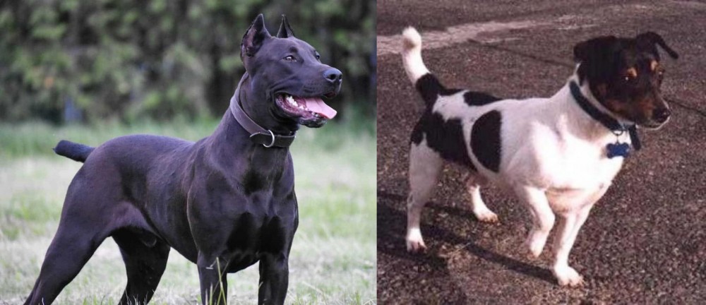 Teddy Roosevelt Terrier vs Canis Panther - Breed Comparison