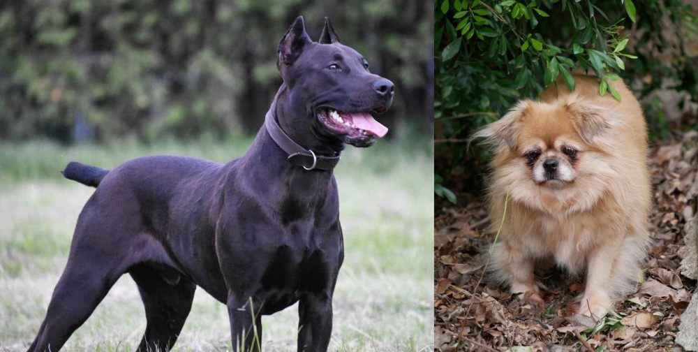 Tibetan Spaniel vs Canis Panther - Breed Comparison
