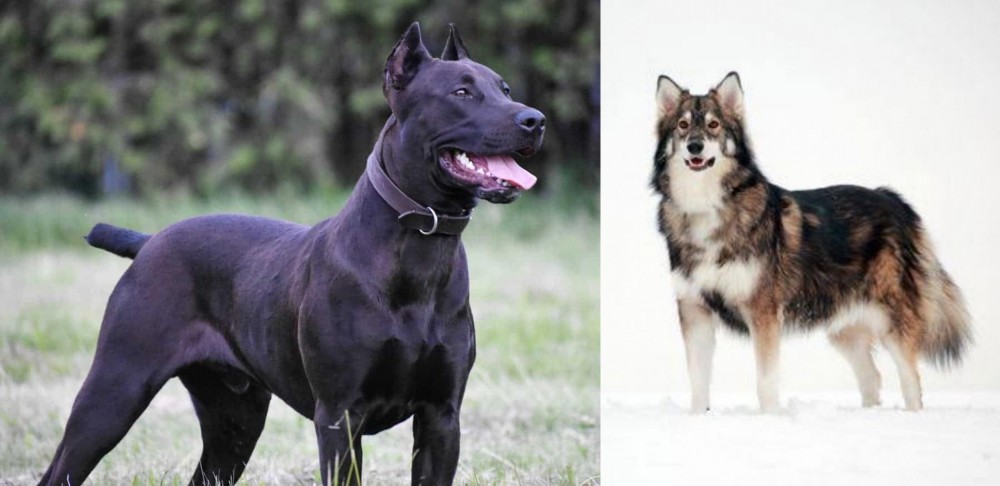 Utonagan vs Canis Panther - Breed Comparison