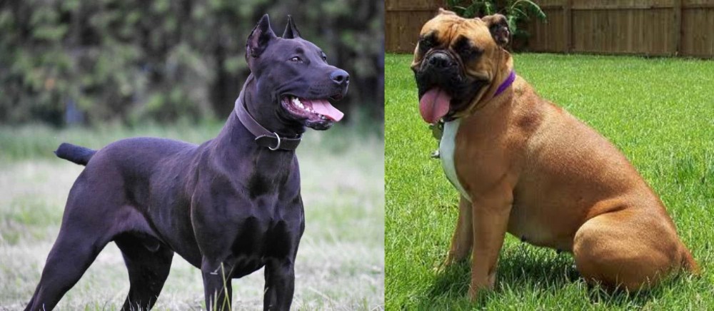 Valley Bulldog vs Canis Panther - Breed Comparison