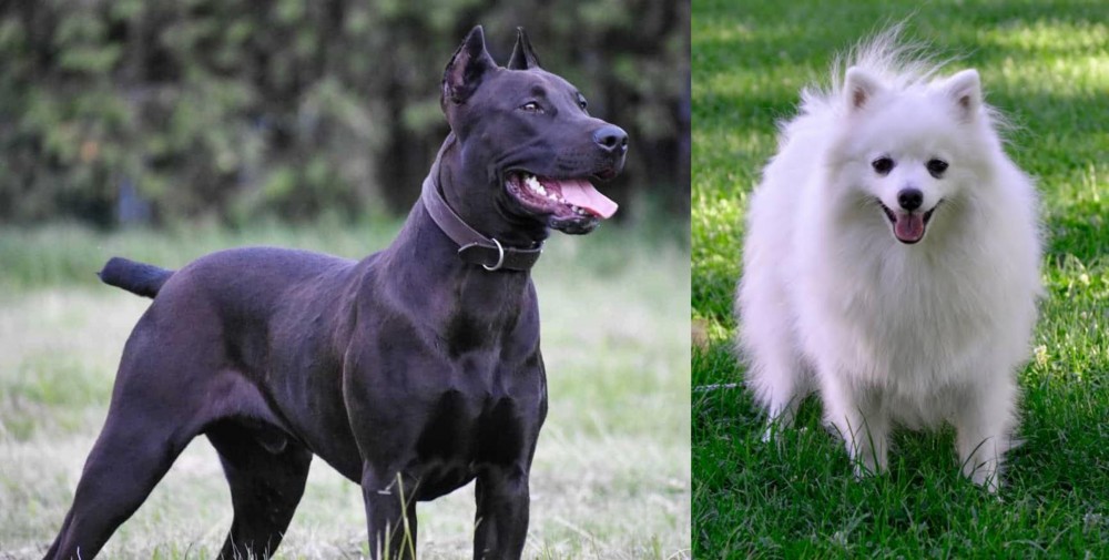 Volpino Italiano vs Canis Panther - Breed Comparison