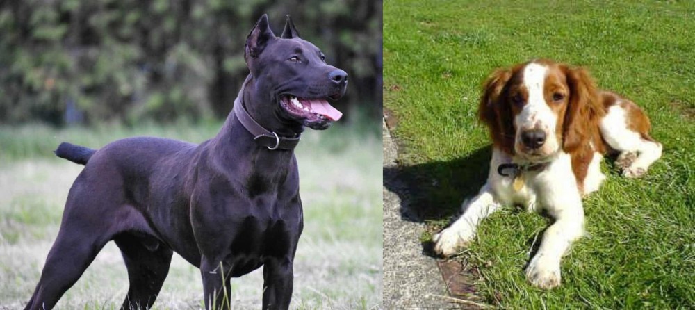 Welsh Springer Spaniel vs Canis Panther - Breed Comparison