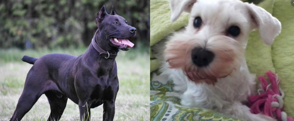 White Schnauzer vs Canis Panther - Breed Comparison