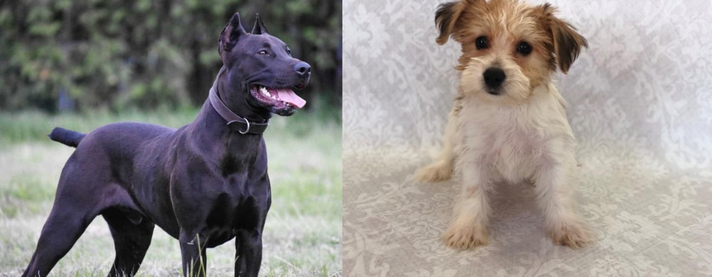 Yochon vs Canis Panther - Breed Comparison