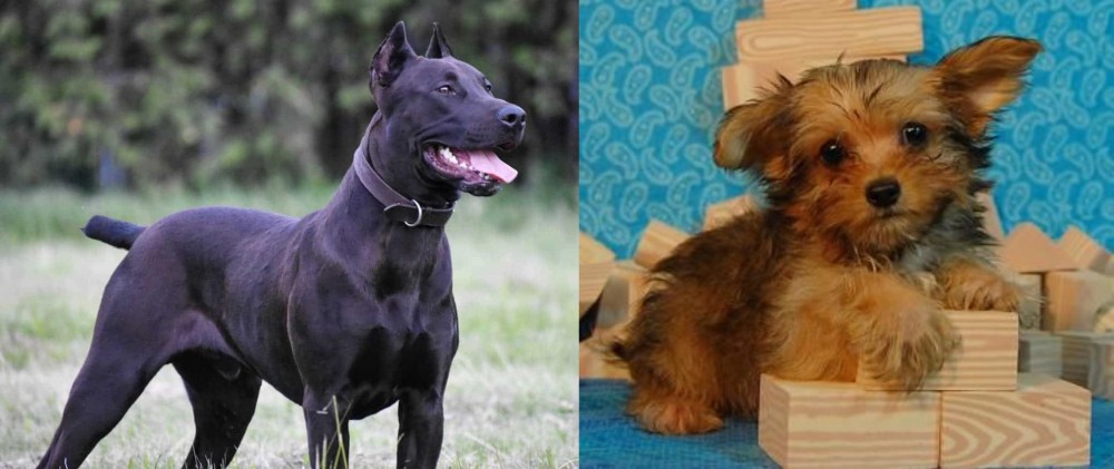Yorkillon vs Canis Panther - Breed Comparison