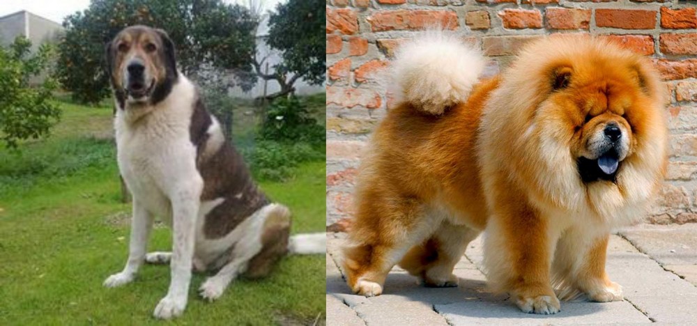 Chow Chow vs Cao de Gado Transmontano - Breed Comparison