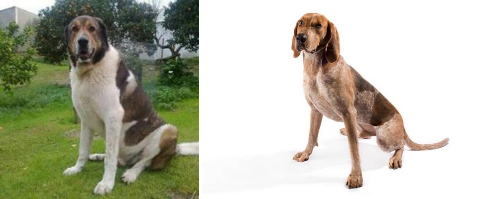 Coonhound vs Cao de Gado Transmontano - Breed Comparison