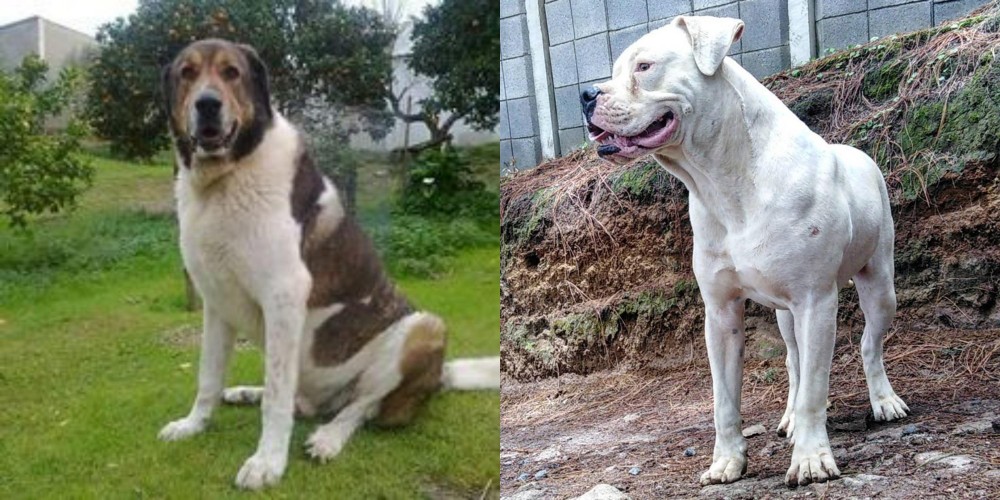 Dogo Guatemalteco vs Cao de Gado Transmontano - Breed Comparison