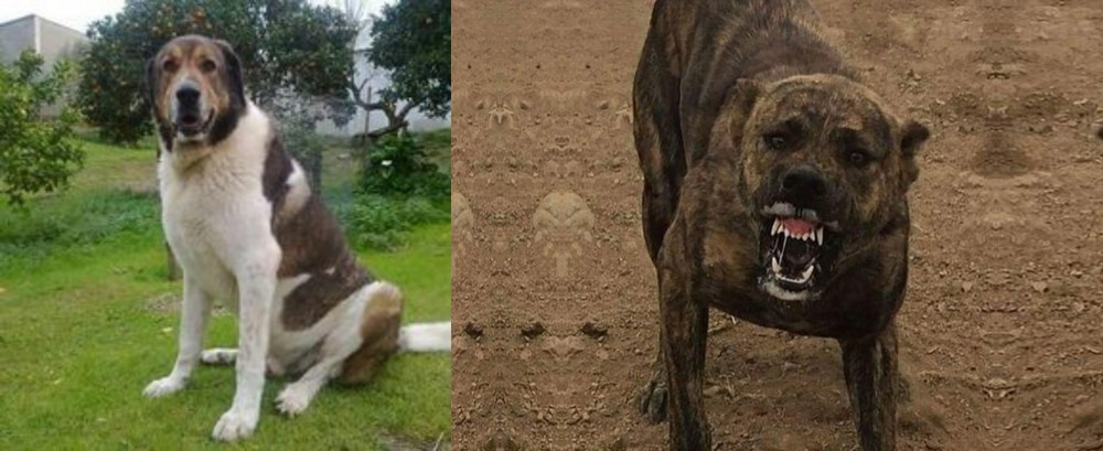 Dogo Sardesco vs Cao de Gado Transmontano - Breed Comparison