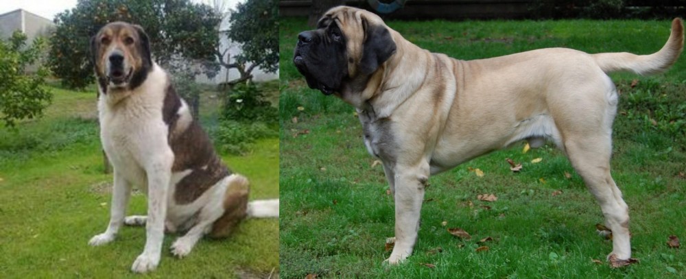 English Mastiff vs Cao de Gado Transmontano - Breed Comparison