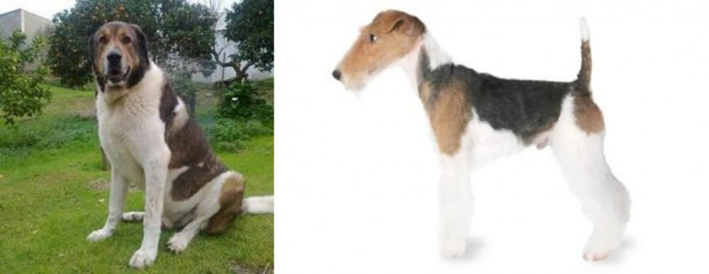 Fox Terrier vs Cao de Gado Transmontano - Breed Comparison